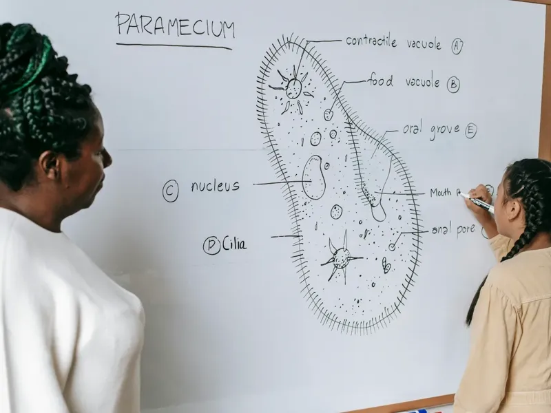 A tutor explaining a biology diagram on a whiteboard to students